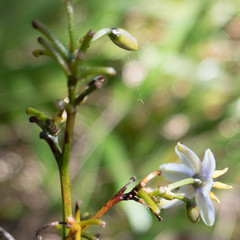 Dianella sandwicensis