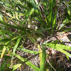 Dianella sandwicensis