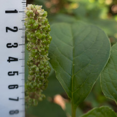 Phytolacca sandwicensis