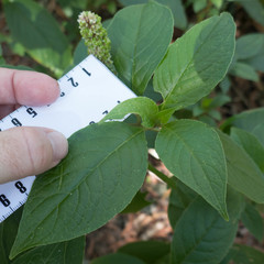 Phytolacca sandwicensis