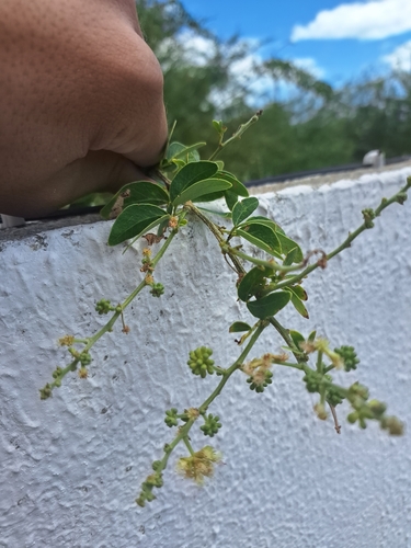 Madras Thorn