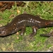 Northeast Salamander - Photo (c) 2004 Henk Wallays, some rights reserved (CC BY-NC)