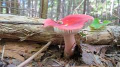 Russula peckii