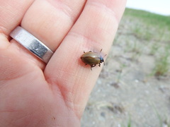 Chrysomela crotchi