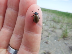 Chrysomela crotchi