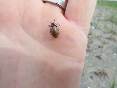 Chrysomela crotchi
