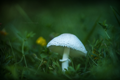 Leucocoprinus barssii