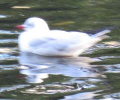 Chroicocephalus ridibundus