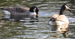 Branta canadensis