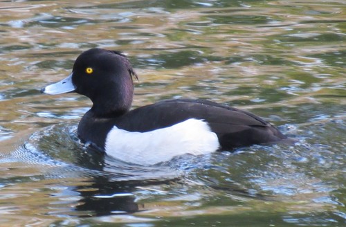 Porrón moñudo (Aythya fuligula)