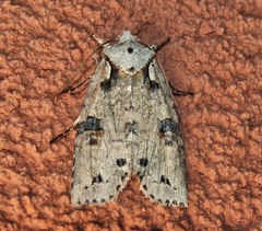 Lithophane querquera