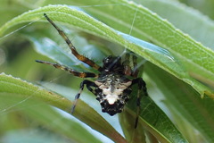Verrucosa meridionalis