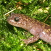 Oki Salamander - Photo (c) 2004 Henk Wallays, some rights reserved (CC BY-NC)