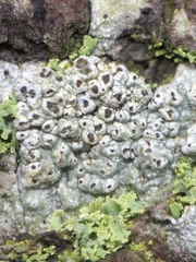 Pertusaria pustulata