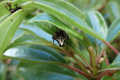 Verrucosa meridionalis