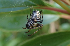 Verrucosa meridionalis