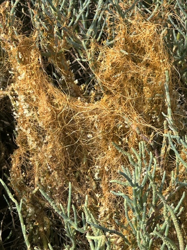 Large Saltmarsh Dodder winter