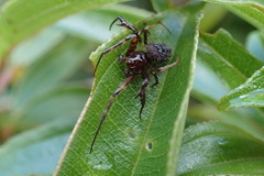 Verrucosa
