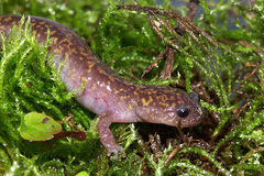 Oki Salamander photo 4