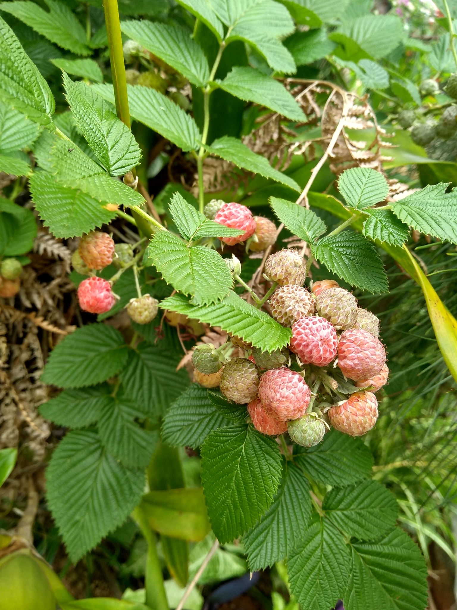 Rubus niveus