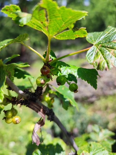 Ribes aciculare, photograph 1