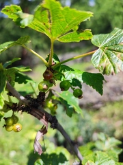 Ribes aciculare