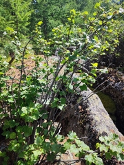 Ribes aciculare, photograph (c) K.P., some rights reserved (CC BY)