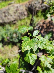 Ribes aciculare, photograph (c) K.P., some rights reserved (CC BY)