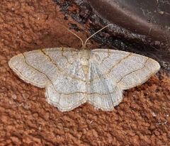 Trigrammia quadrinotaria