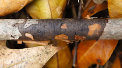 Diatrype decorticata