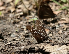 Parantica nilgiriensis