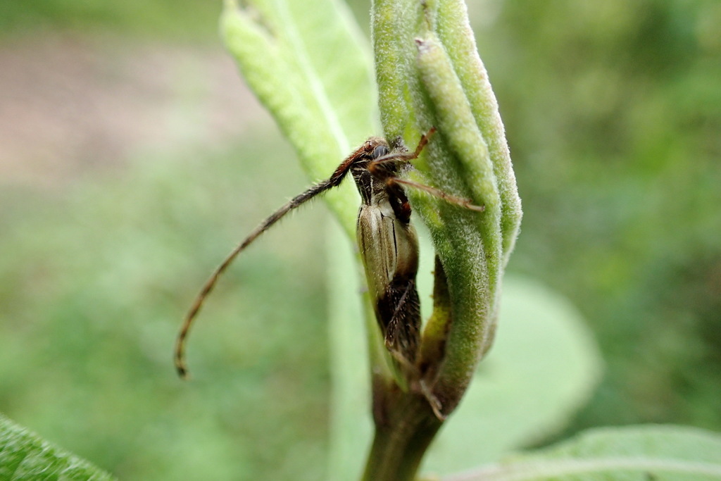 Recchia hirticornis