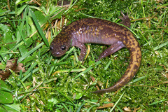 Oki Salamander photo 5
