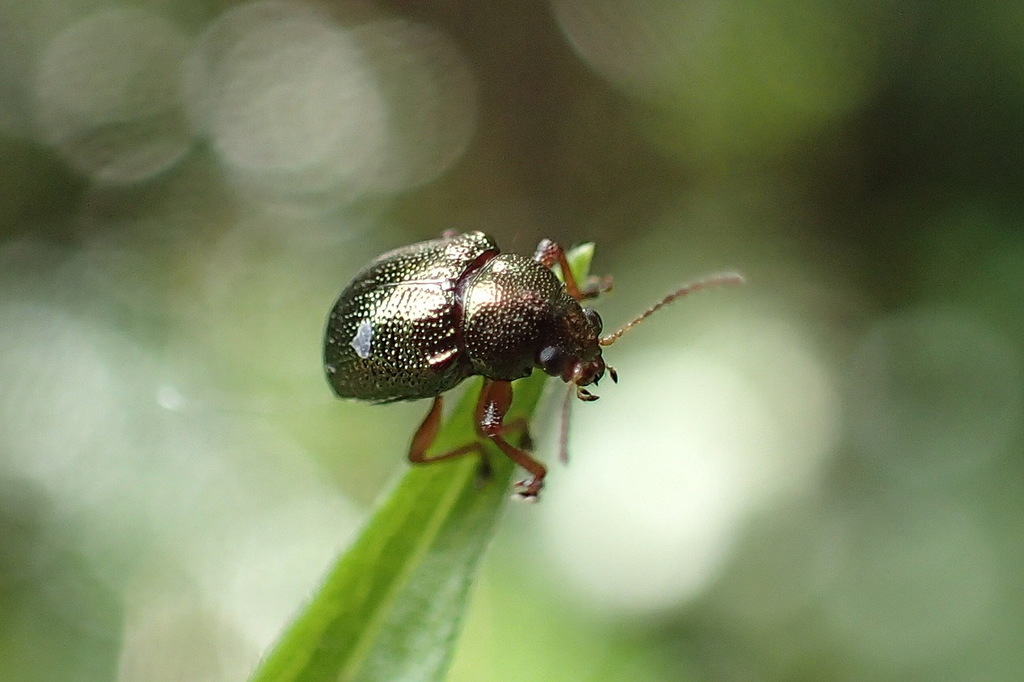 Nodocolaspis tuberculata