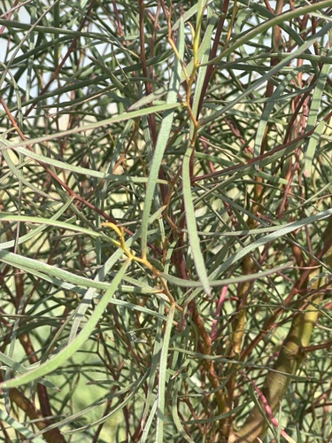 Eucalyptus spathulata, photograph 6