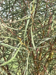 Eucalyptus spathulata, photograph (c) Irina Mitine, some rights reserved (CC BY)