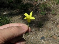 Brassica oleracea gemmifera