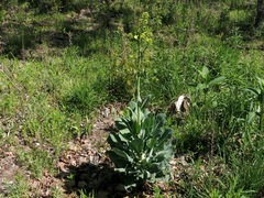 Brassica oleracea gemmifera