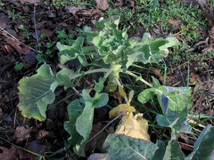 Brassica oleracea gemmifera