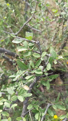 Forestiera phillyreoides