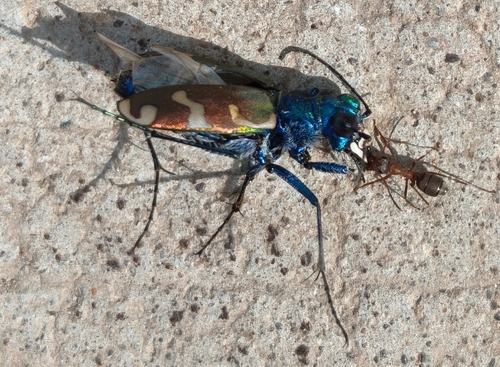 Cicindela coerulea nitida