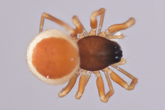 Ceraticelus
