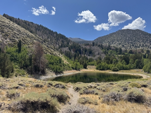 basin big sagebrush