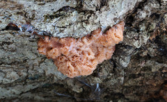Phaeotremella foliacea