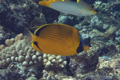 Chaetodon semeion