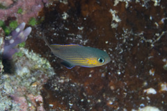 Pycnochromis vanderbilti