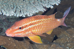 Parupeneus ciliatus