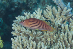 Pseudocheilinus octotaenia