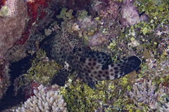 Epinephelus spilotoceps