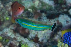 Pseudojuloides splendens